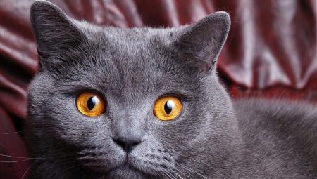 What do you call the British cat-girl gray?
