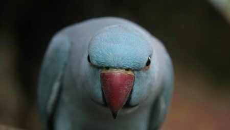How to wean a parrot bite?