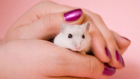 Paano magtuturo ng hamster sa kamay?