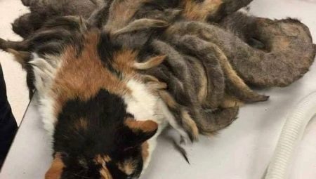 How at home to remove mats from a cat?