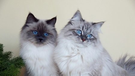 What are the colors of cats Neva Masquerade breed?