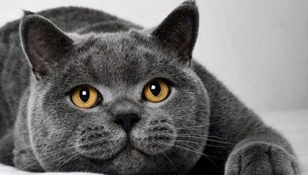 What kind of food is suitable for cats of British breed?