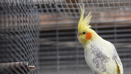 Corella cages: design, arrangement, installation and maintenance