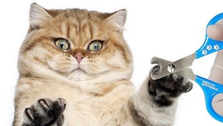 Cat nail cutters: types, features of choice and operation