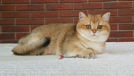Golden Chinchilla cat: characteristics, choices and conditions of detention
