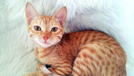 Cats of the Arabian Mau breed: description and features of care