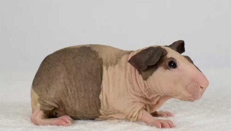 Kalbo Guinea Pigs: mga tampok, breed at nilalaman