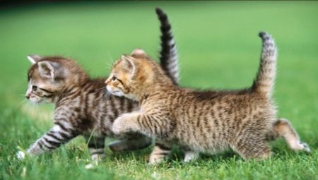 Soft food for kittens: manufacturers rating and selection rules