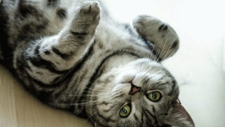 The color of the British cat Whiskas: color features and subtleties of care