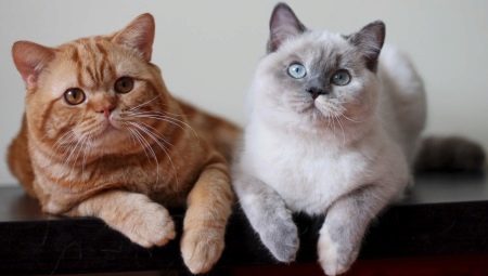 British cats colors