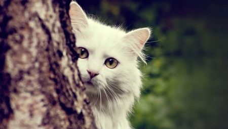 Description of Angora cats, their characteristics of keeping and feeding
