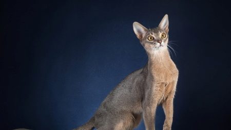 Paglalarawan at nilalaman ng Abyssinian cats blue color