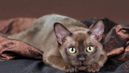 Description of the breeds of chocolate cats and their content