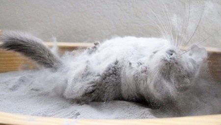 Features bathing chinchillas