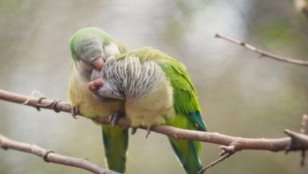 Quaker parrot features