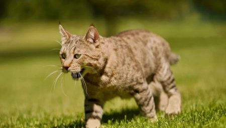Pixybob: features of the breed of cats and their conditions