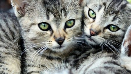 Striped cats: features, breeds, selection and care