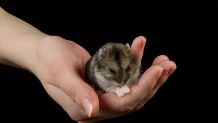 Panuntunan para sa pagpapanatiling dzhungar hamster sa bahay