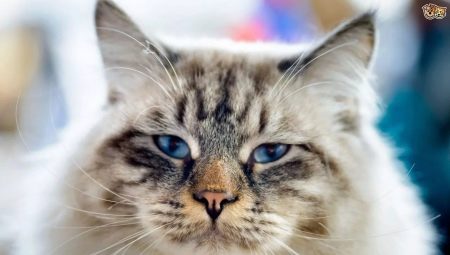 Ragamaffin: a description of the breed of cats, keeping and breeding