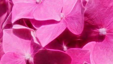 Kulay ng rosas sa sikolohiya