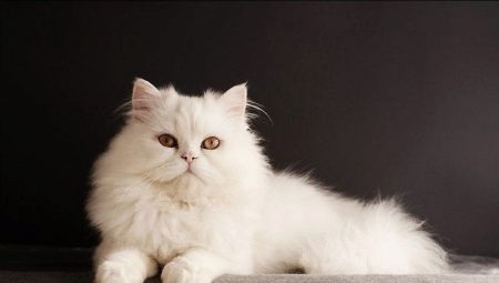 Siberian cats ng white color: paglalarawan ng lahi at mga peculiarities ng pag-aalaga