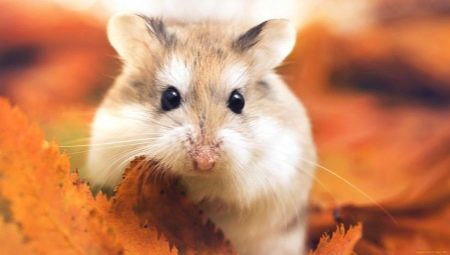 Gaano katagal nabubuhay ang hamsters?