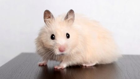 Gaano katagal ang live ng Syrian hamsters sa bahay?