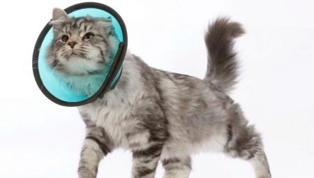 Cat collar: features, selection, production and use
