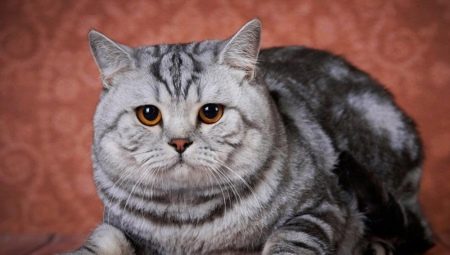 All about British marble cats