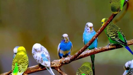 All about wavy parrots
