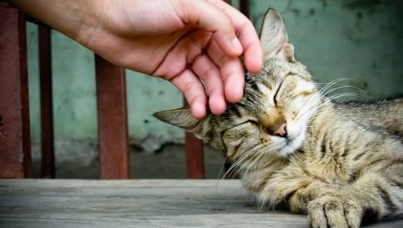 All about raising and re-education of cats