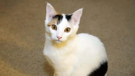 Japanese cats: characteristics, choices and rules of care