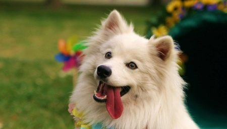 American Eskimo Spitz: Mga Katangian at Mga Subtlety ng Nilalaman