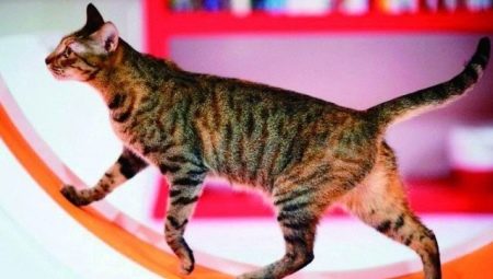 Running wheels for cats: selection and training