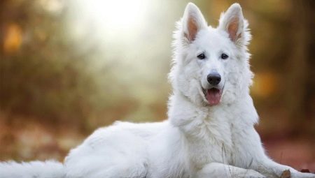 White Swiss Shepherd: paglalarawan at pag-aanak
