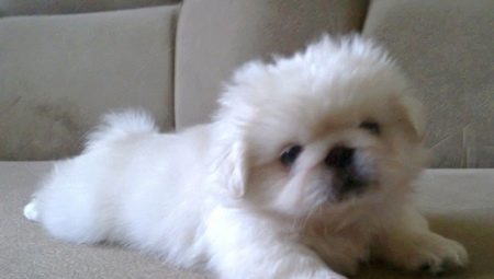 White Pekingese: paglalarawan at nilalaman