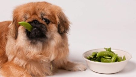 Ano ang dapat pakainin sa Pekingese?
