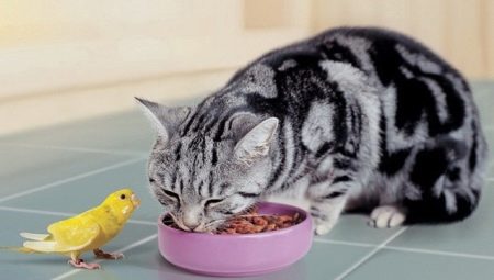 What to feed a Scottish straight cat?