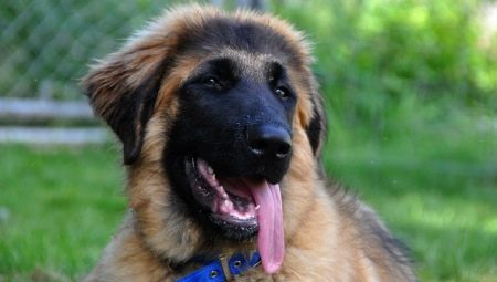Eshtrelskaya Shepherd: breed description and breeding