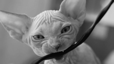 How can a cat wean a wire bite?