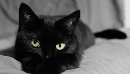 How to call a cat and a black cat?