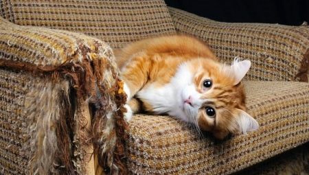 How to wean a cat to tear up furniture and wallpaper?