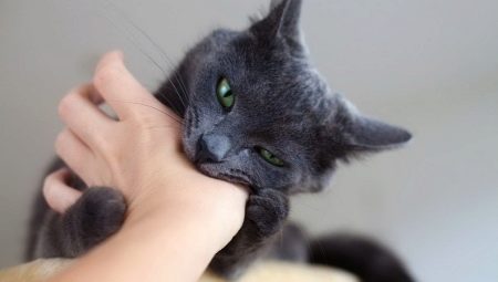 How to wean the cat bite?