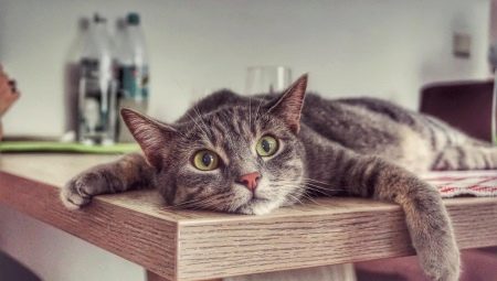 How to wean the cat to climb the tables?