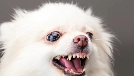 Paano toan ang spitz barking sa bahay?
