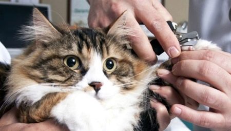How to cut the claws of a cat and a cat?
