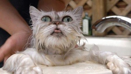 How to bathe the cat?