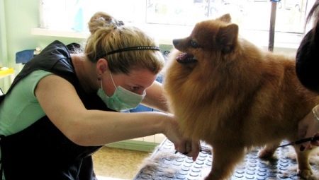 Paano i-cut ang isang Pomeranian Spitz?