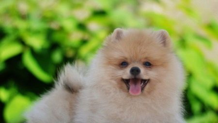 Paano magtuturo ng Spitz sa lampin?