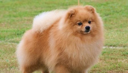 Paano sa bahay upang i-cut ang claws Spitz?